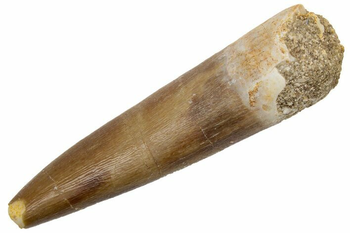 Fossil Plesiosaur (Zarafasaura) Tooth - Morocco #224433